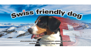 Swiss Friendly Dog